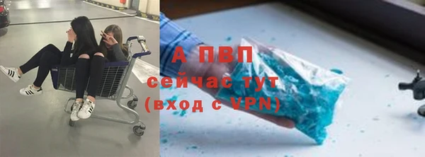прущие грибы Верея